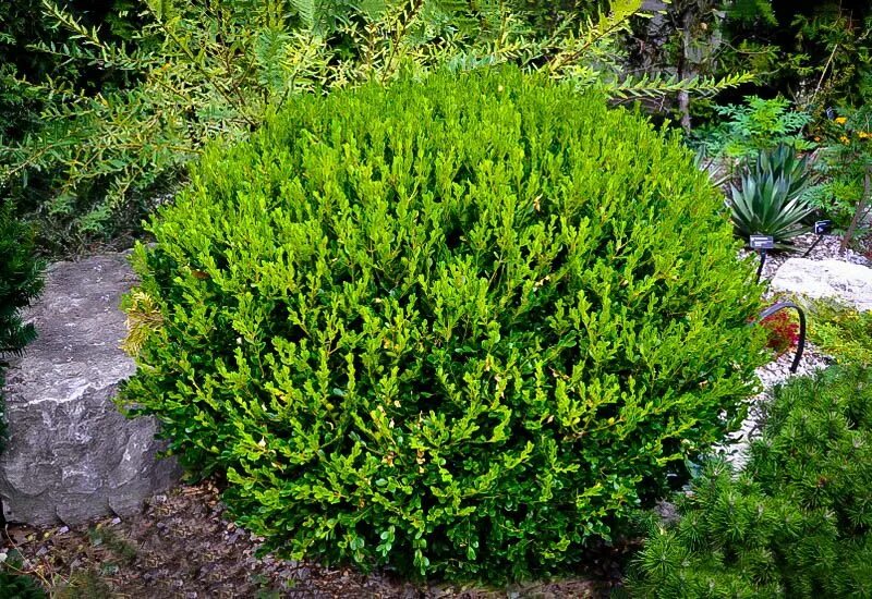 Названия вечнозеленых кустарников. Самшит Buxus Winter Gem microphylla. Вечнозеленый чагарник. Самшит Winter Gem Живая изгородь. Императорский вечнозеленый хвойник.