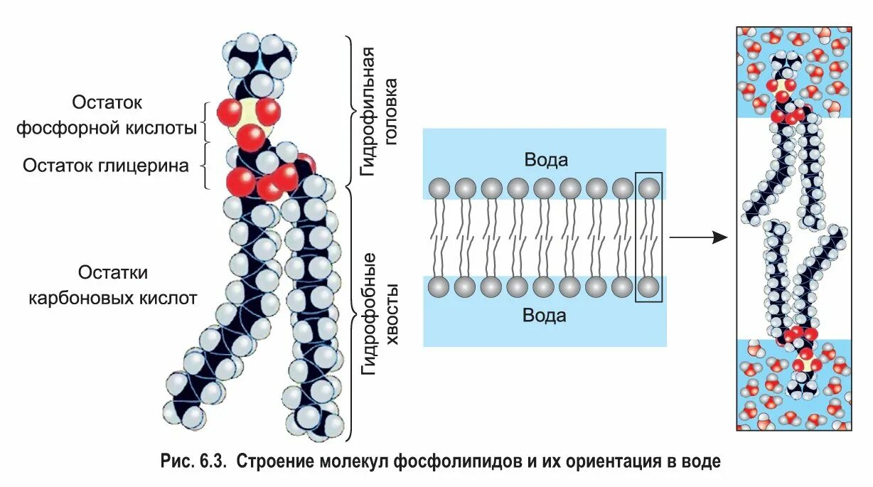 Фосфолипиды мембраны строение. Структура фосфолипидов мембраны клетки. Строение липидов мембран. Строение молекулы липида в мембране. Гидрофобные радикалы повернуты внутрь