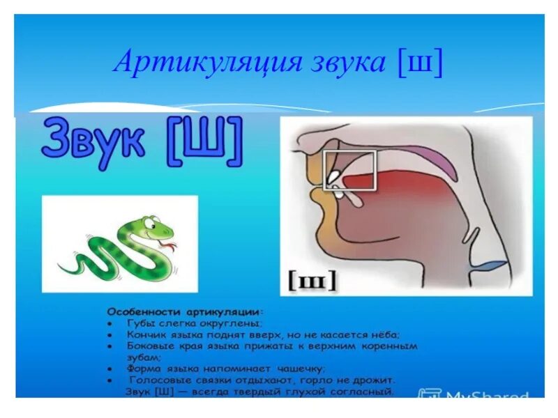 Звук д произношение. Акустико артикуляционный профиль звука ш. Постановка звука ш артикуляционный уклад. Артикуляционный профиль звука ш для детей. Акустико-артикуляционная характеристика звука ш.