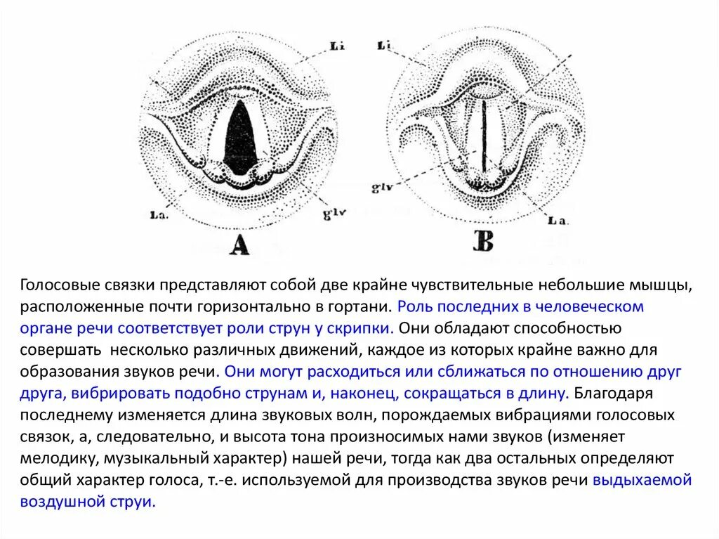 Голосовые связки анатомия строение. Структуру, образующую голосовые связки. Истинные голосовые связки крепятся. Строение голосовых связок. Между голосовыми связками голосовая