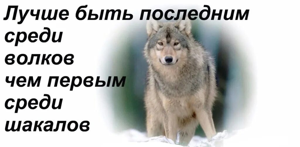 Первый среди последних текст. Лучше быть последним среди Волков. Цитаты волка. Волк с надписью. Лучшие быть последним среди Волков.