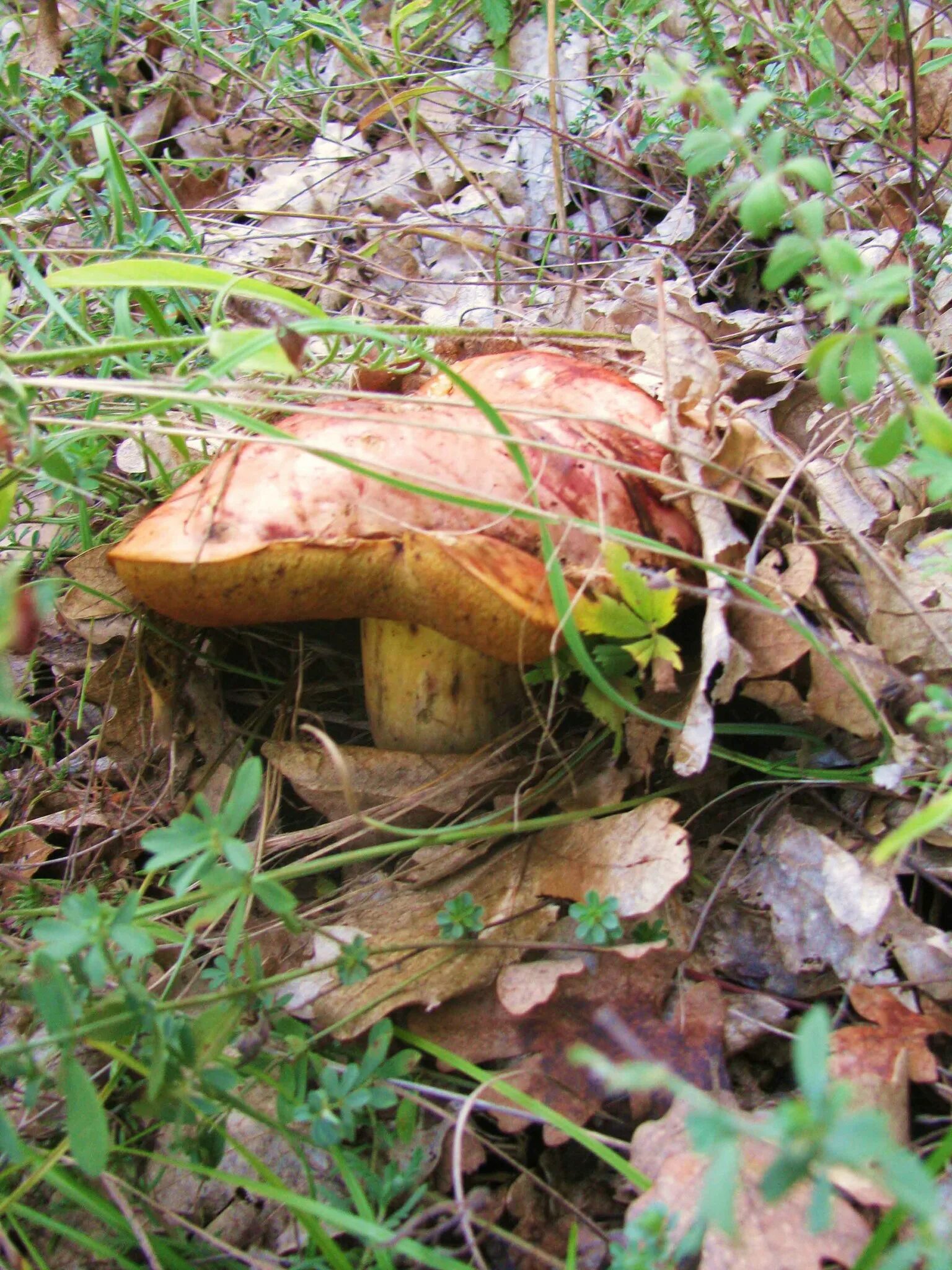 Осенние грибы маслята. Грибы маслята в Ленинградской области. Маслята дальневосточные. Маслята в Сосновом лесу.