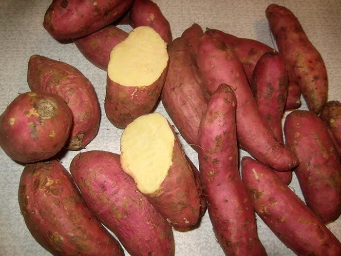 Батат воронеж. Бонита батат. Спар батат. Батат растение. Лук батат.