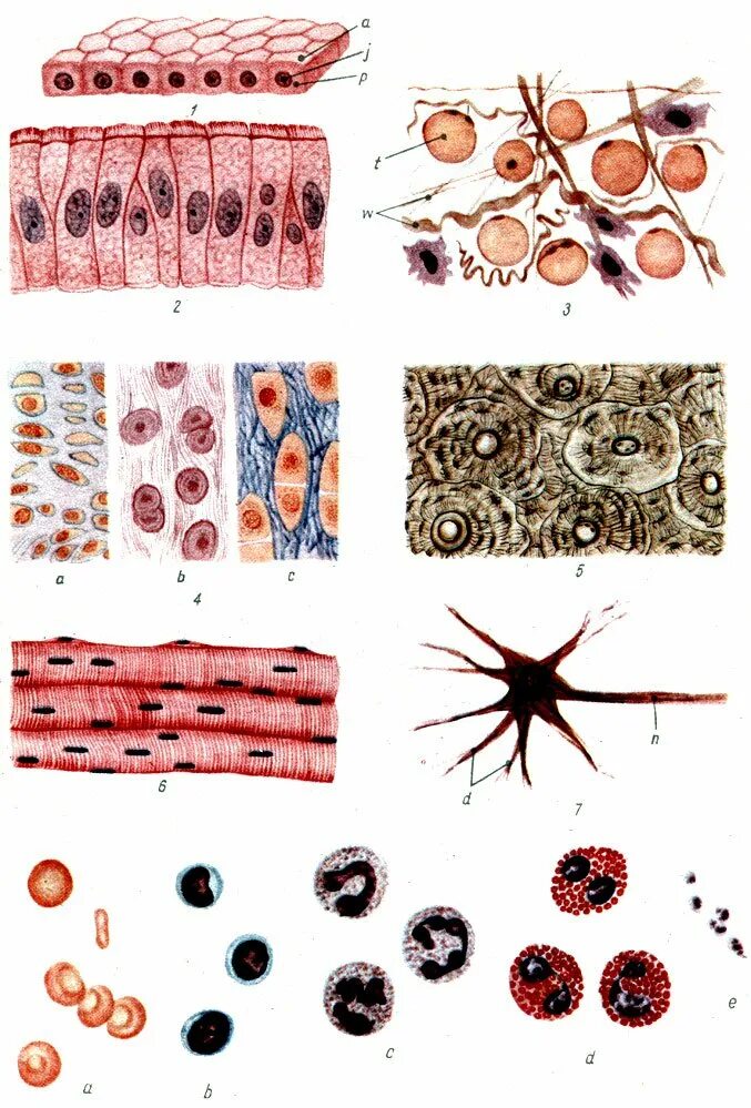 Клетка ткани эпителиальной эпителиоцит. Эпителиальная ткань и соединительная ткань. Кровь соединительная ткань клетки. Ткани животных организмов