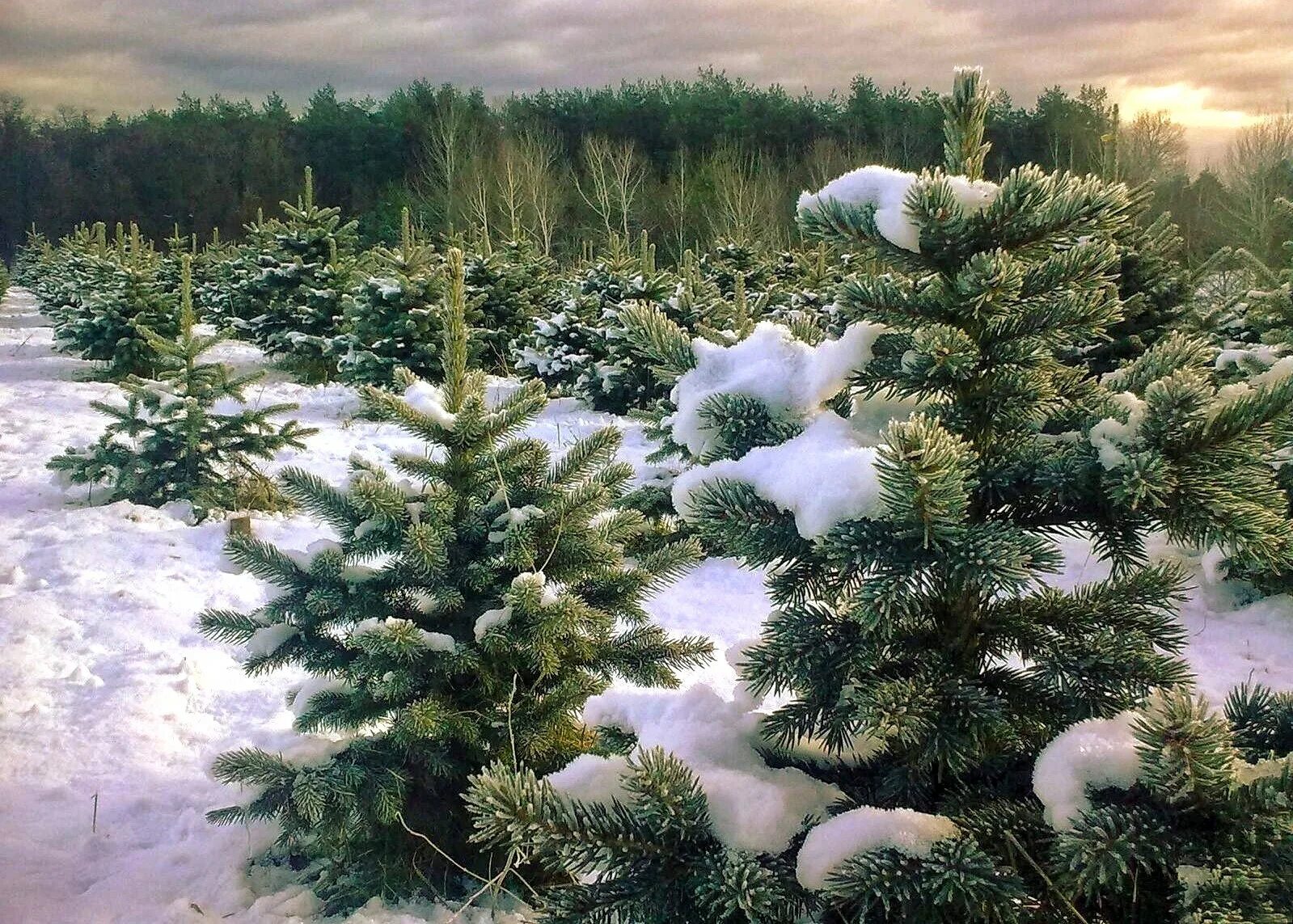 Года в хвойной. Маленькая елка в лесу. Елка в зимнем лесу. Зимний хвойный лес. Елка в снегу.