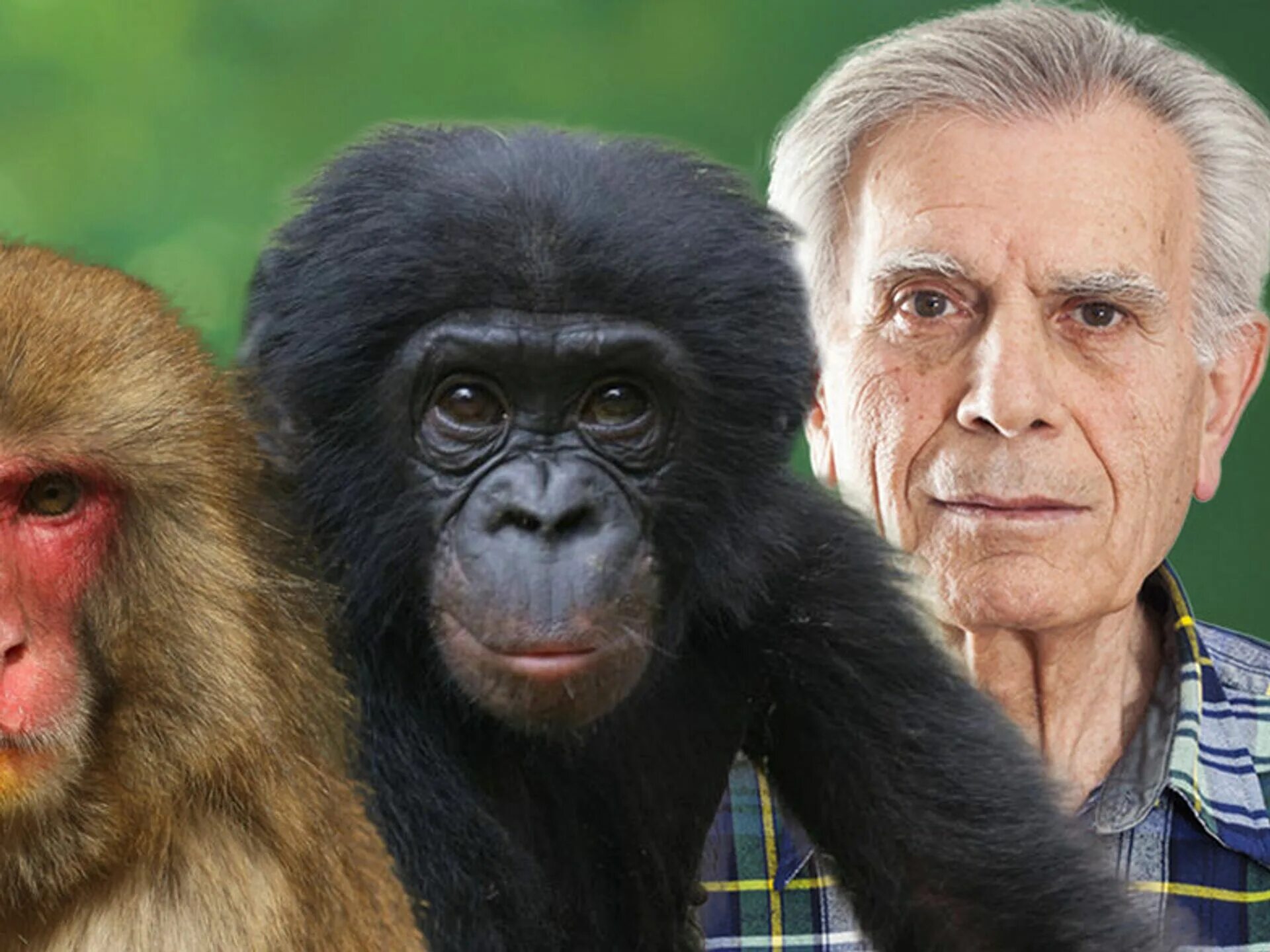 Отдел обезьяна. Человек примат. Шимпанзе. Человек с обезьянкой.