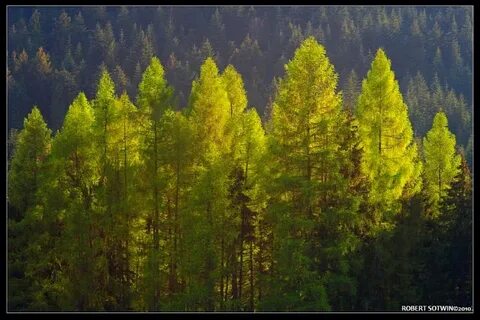 Солнце осветило верхушки деревьев