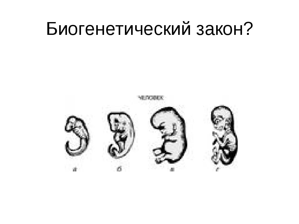 Филогенез геккеля. Биогенетический закон Геккеля Мюллера. Биогенетический закон. Биогенетический закон примеры. Биогенетический принцип.