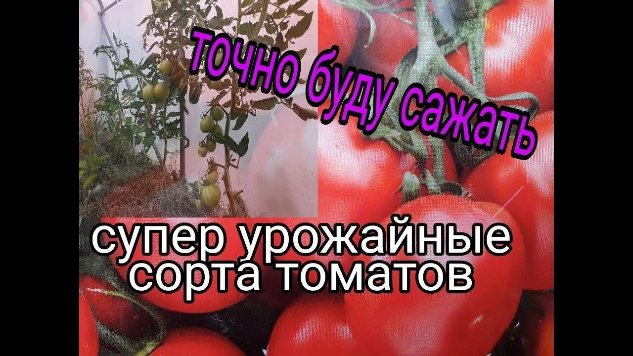 Сорт помидор башня. Томат марьина роща характеристика. томат спасская башня. томат спасская башня характеристика. томат спасская башня фото.
