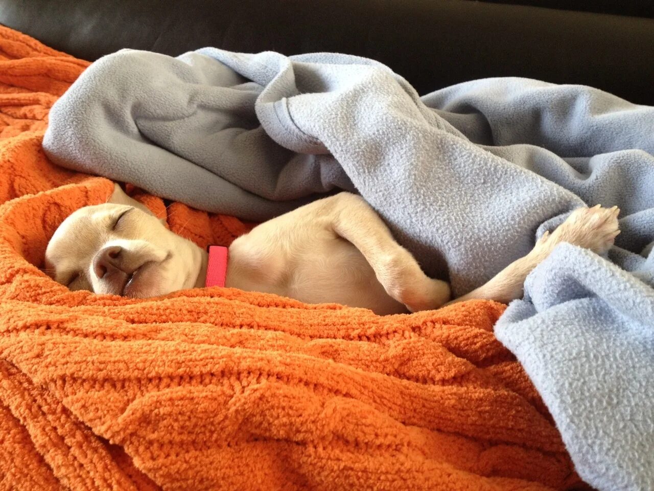 спящие собачки. собака под одеялом. собака под одеялом. собака под одеялом. собака под одеялом.