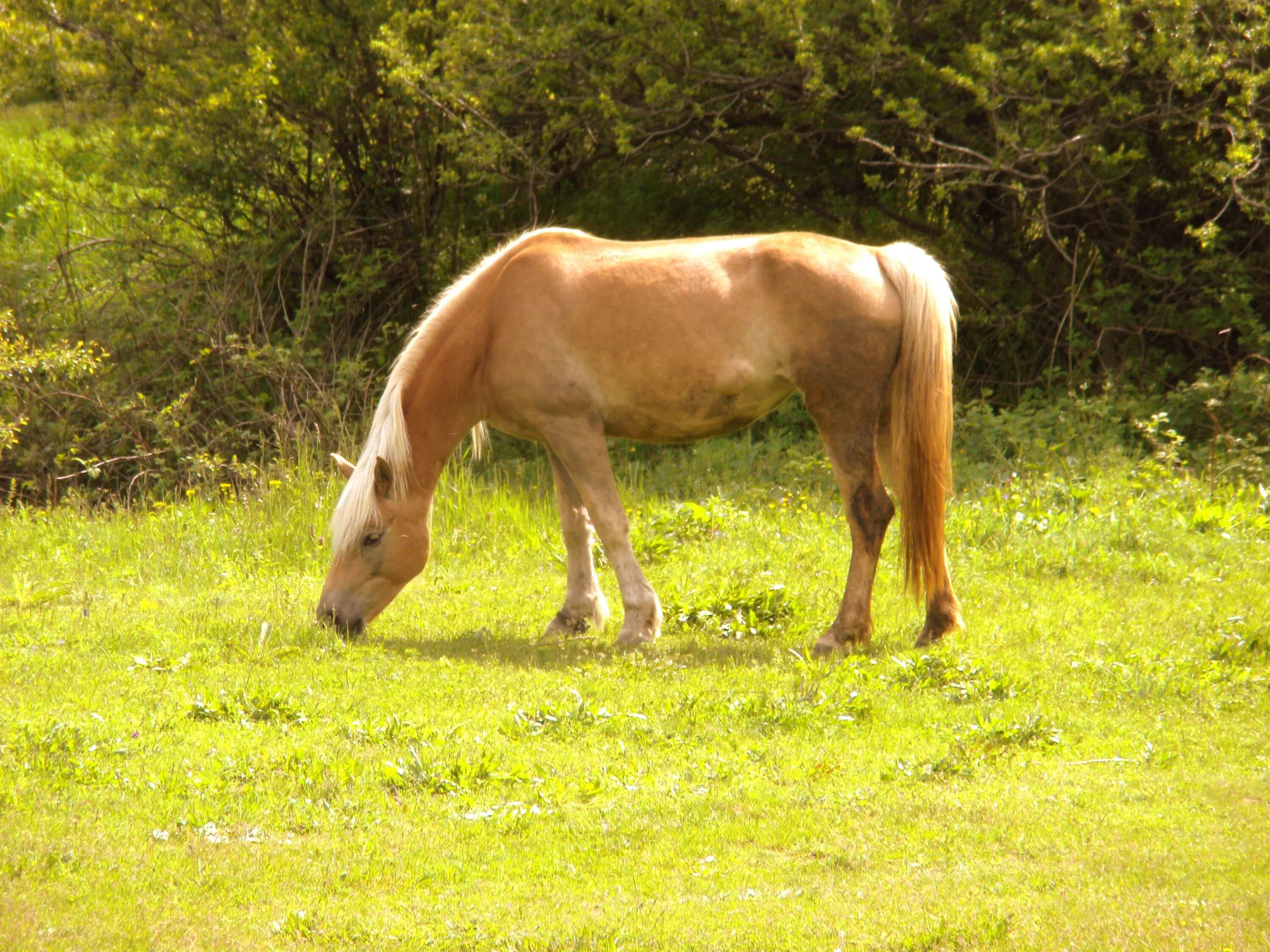 Зеленую лошадку. Грин манки лошадь. Зеленая лошадь. Лето животные. Зеленоватая лошадь.