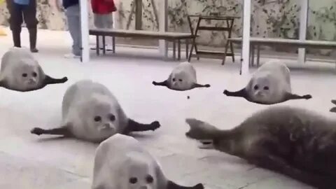 Морской котик видео