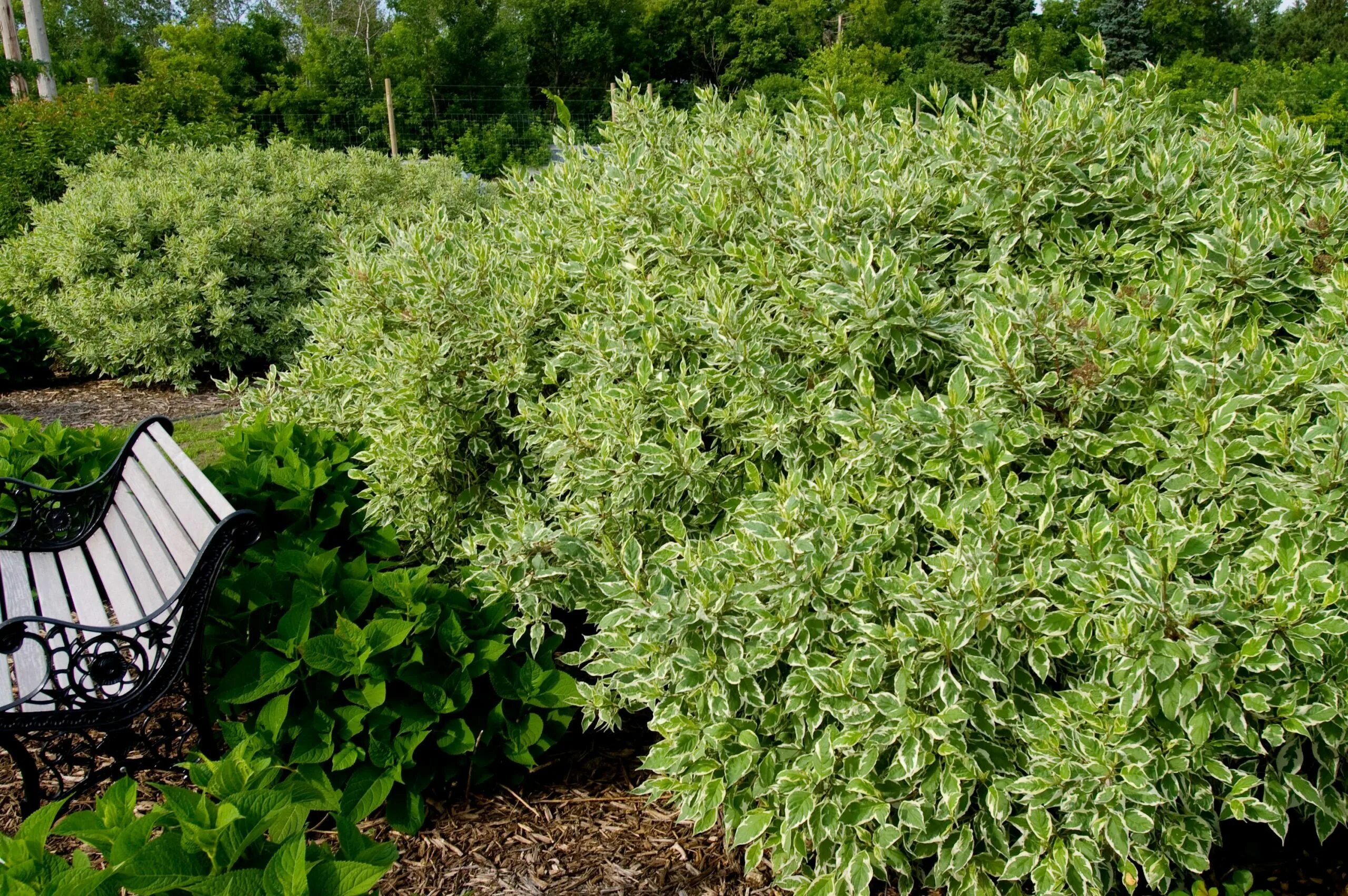 Дерен белый cornus alba. Кустарник элегантиссима фото. Дерен белый 'elegantissima'. Дерен белый айвори хало. Дерен элегантиссима куст.