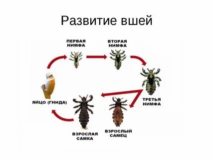 Что означает вша