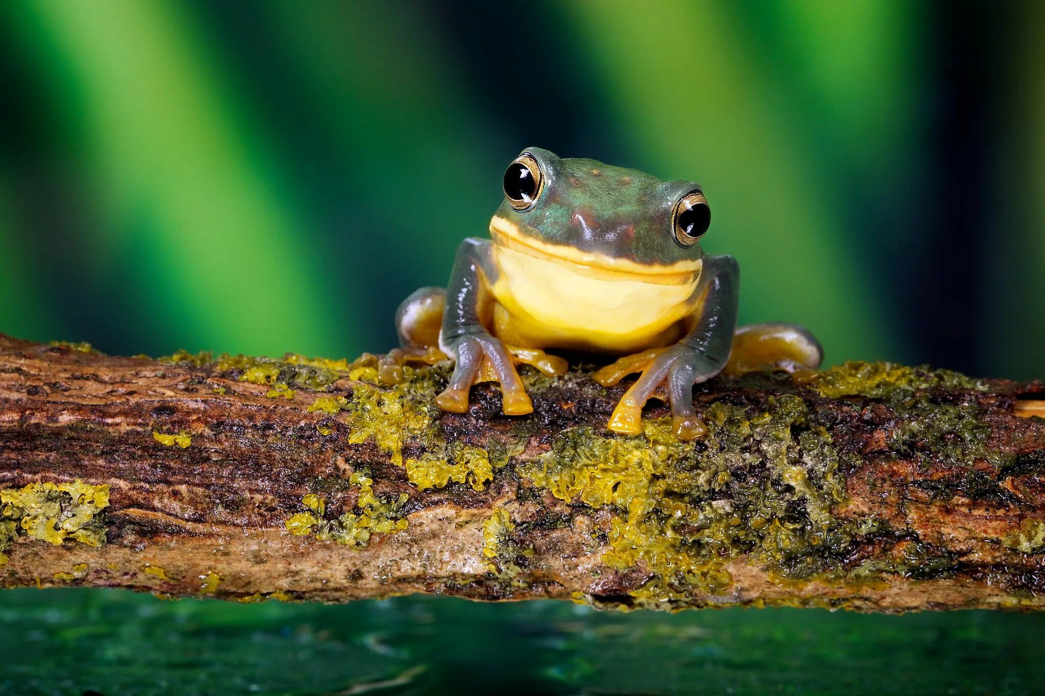 Elephant frog. Жабовидная квакша. Земноводные Тритон жаба. Лягушка саламандра. Лягушка квакша зеленая.