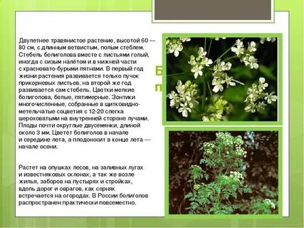 Болиголов растение фото описание