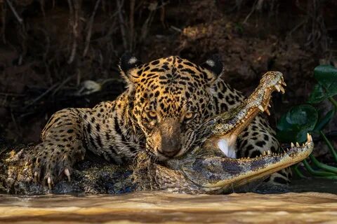 British wildlife photography awards 2024