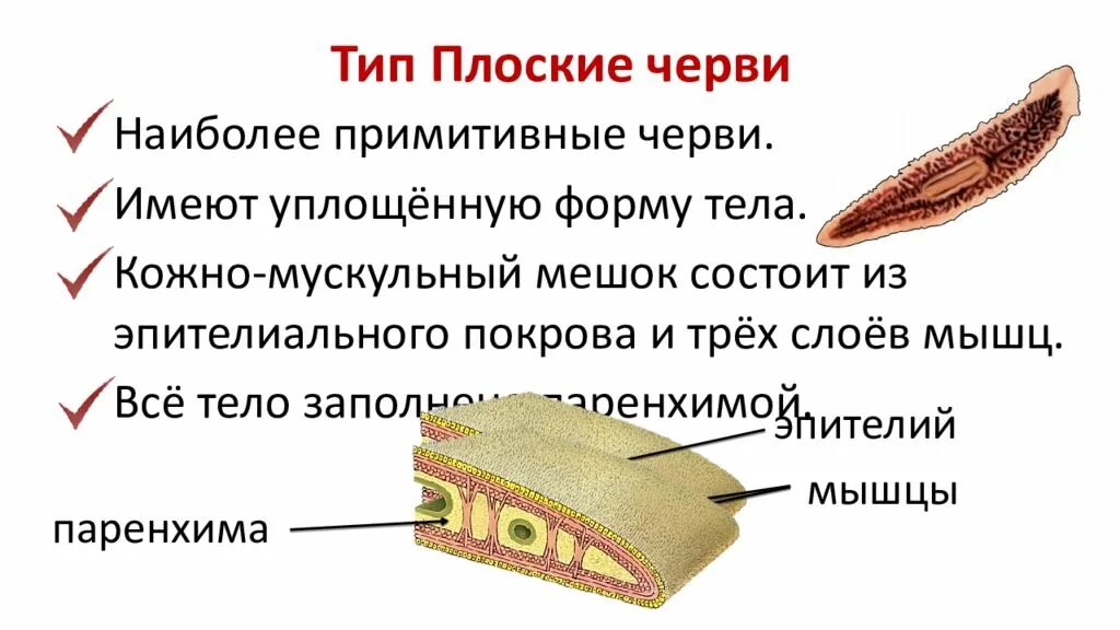 Какая ткань у плоских червей. Общая характеристика плоских червей строение. Тип плоские черви общая характеристика ленточные. Биология 8 класс конспект Тип плоских червей. Плоские черви кратко основное.