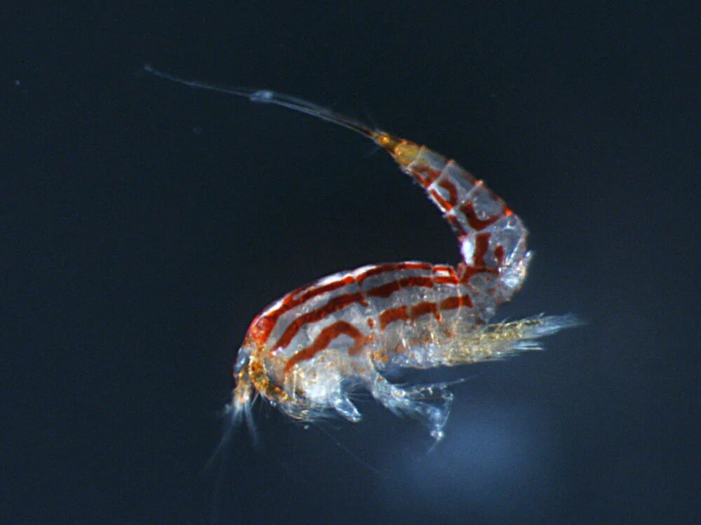 Зоопланктон веслоногие. Веслоногие ракообразные (Copepoda). Веслоногие рачки (Copepoda)..