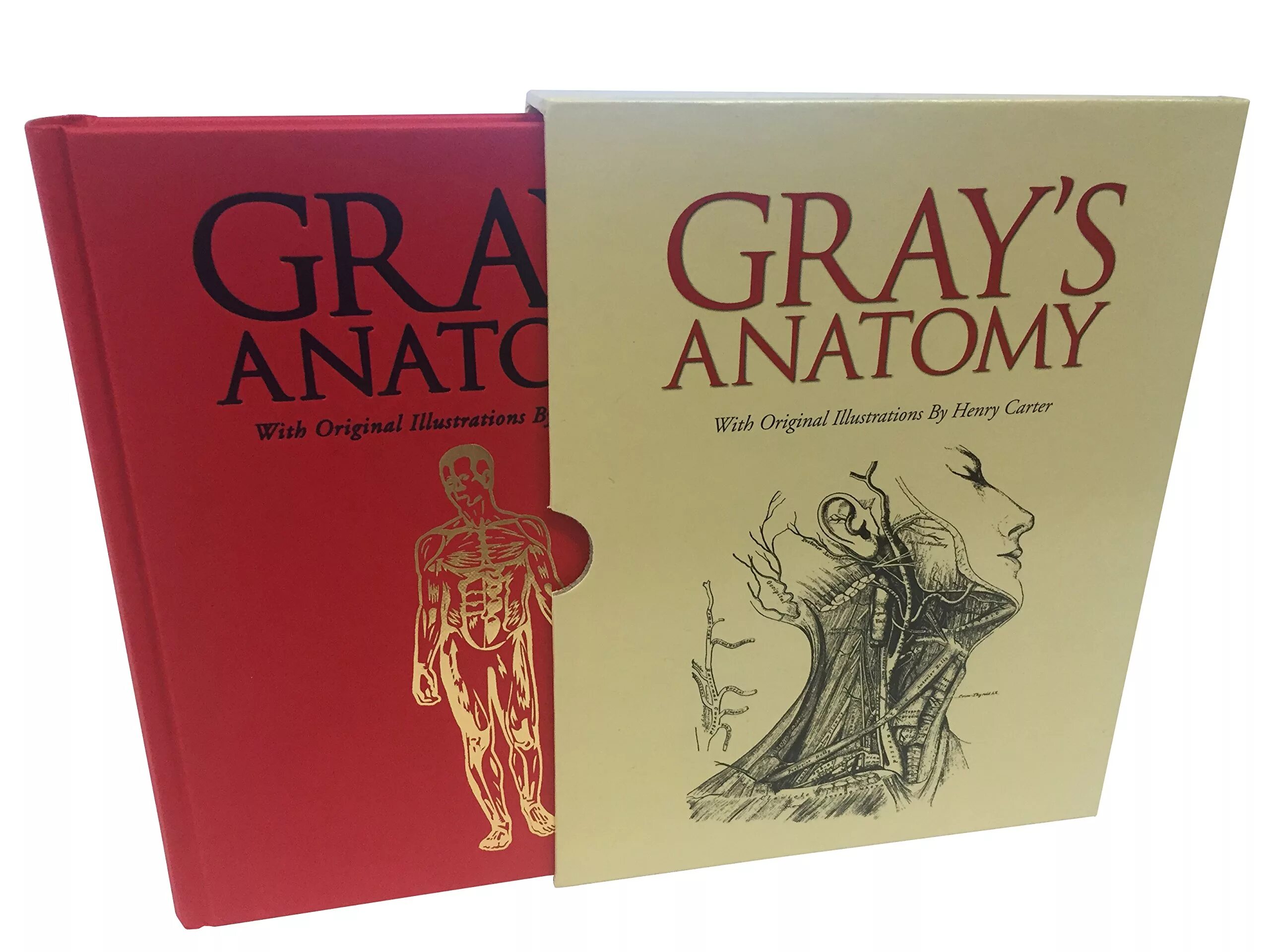 Анатомия падения оскар. Grey's Anatomy книга. Анатомия Grays. Анатомия человека грей.