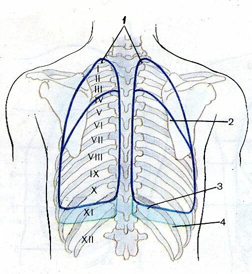 Границы легкого по ребрам. Доли легкого скелетотопия. Схема верхних и нижних границ легких скелетотопия. Проекция границ легких и плевры на грудную клетку. Топография легких скелетотопия.