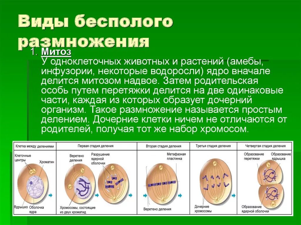 В размножении клетки принимает участие. Бесполое размножение митоз схема. Митоз способ деления. Организмы размножающиеся митозом. Размножение клеток митоз.