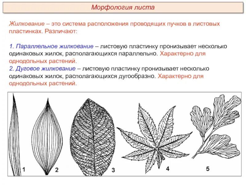 Особенности строения и жилкования листьев