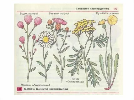 Семейство сложноцветные сорняки