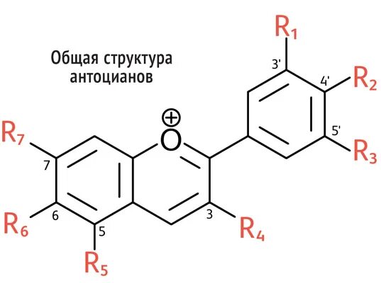 Накопление водорастворимых пигментов антоцианов присоединение молекулы. Антоцианы формула. Строение антоцианов. Структура антоцианов и антоцианидинов. Антоцианы формула структурная.