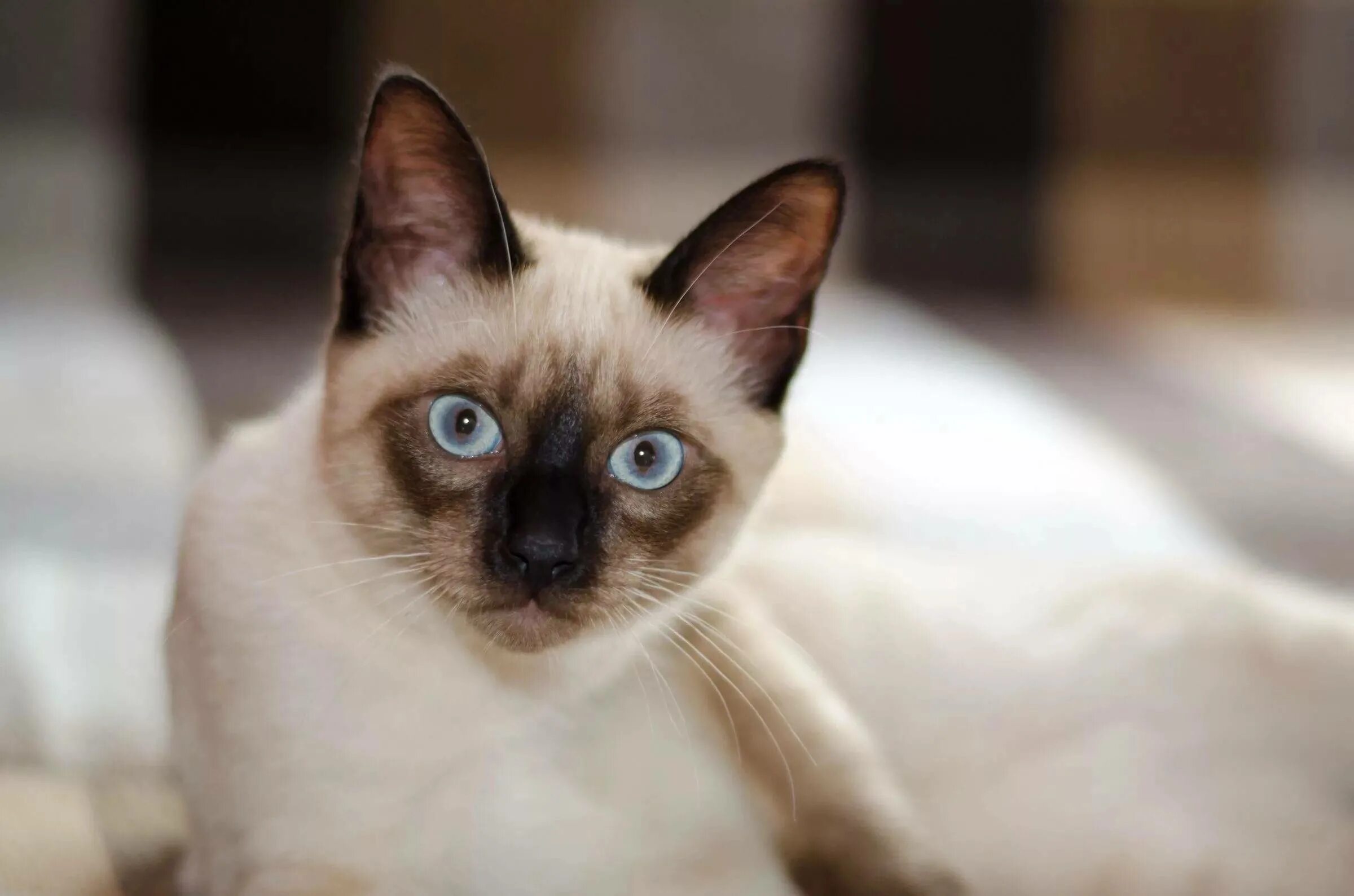 Цвет сиамских кошек. Сиамская кошка. Кот сиамской породы. Королевский сиамский кот. Сиамская кошка Сиамская.