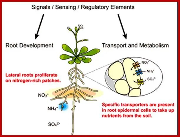 Sensing and signaling of phosphorus in Plants. Nutrient uptake by Plants. Nutrient Soil. Root trichome absorption of ions.