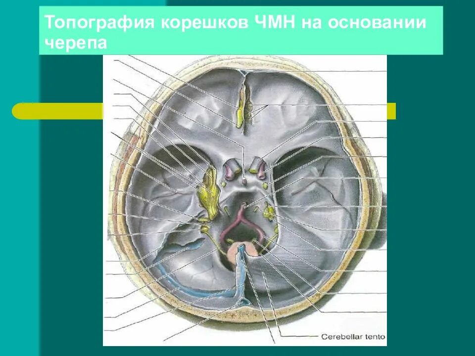 Промежуточный черепной нерв. Черепные нервы анатомия топография. Топография Корешков черепно-мозговых нервов. Топография черепно-мозговых нервов на основании черепа. ЧМН топографическая анатомия.