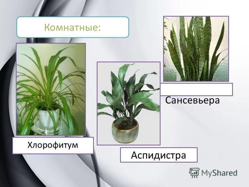 Кала сансвера гиппеаструм. Калла сансевьера гиппеаструм кактус. Цветы сансевьера , гиппеаструм. Калла сансевьера гиппеаструм. Как выглядит гиппеаструм и сансевьера.