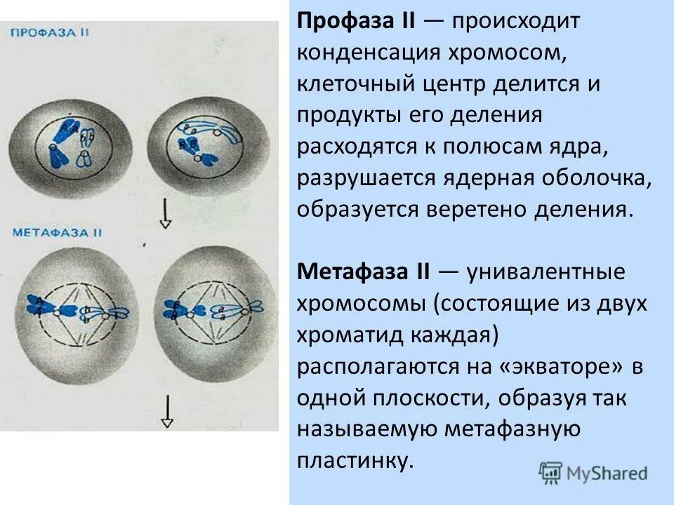 Биологическое значение метафазы