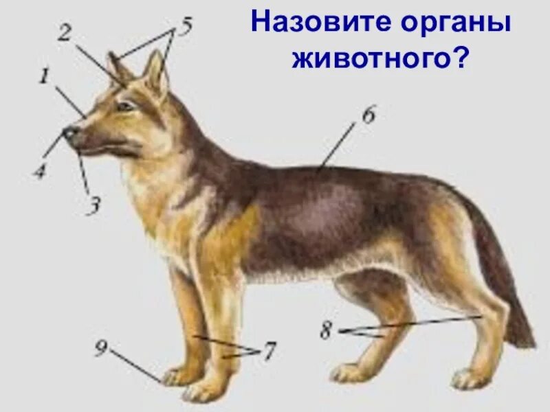 Класс млекопитающие внешнее и внутреннее строение. Строение млекопитающих. Строение тела млекопитающих. Внешнее строение млекопитающих 7 класс. Строение животных для детей.