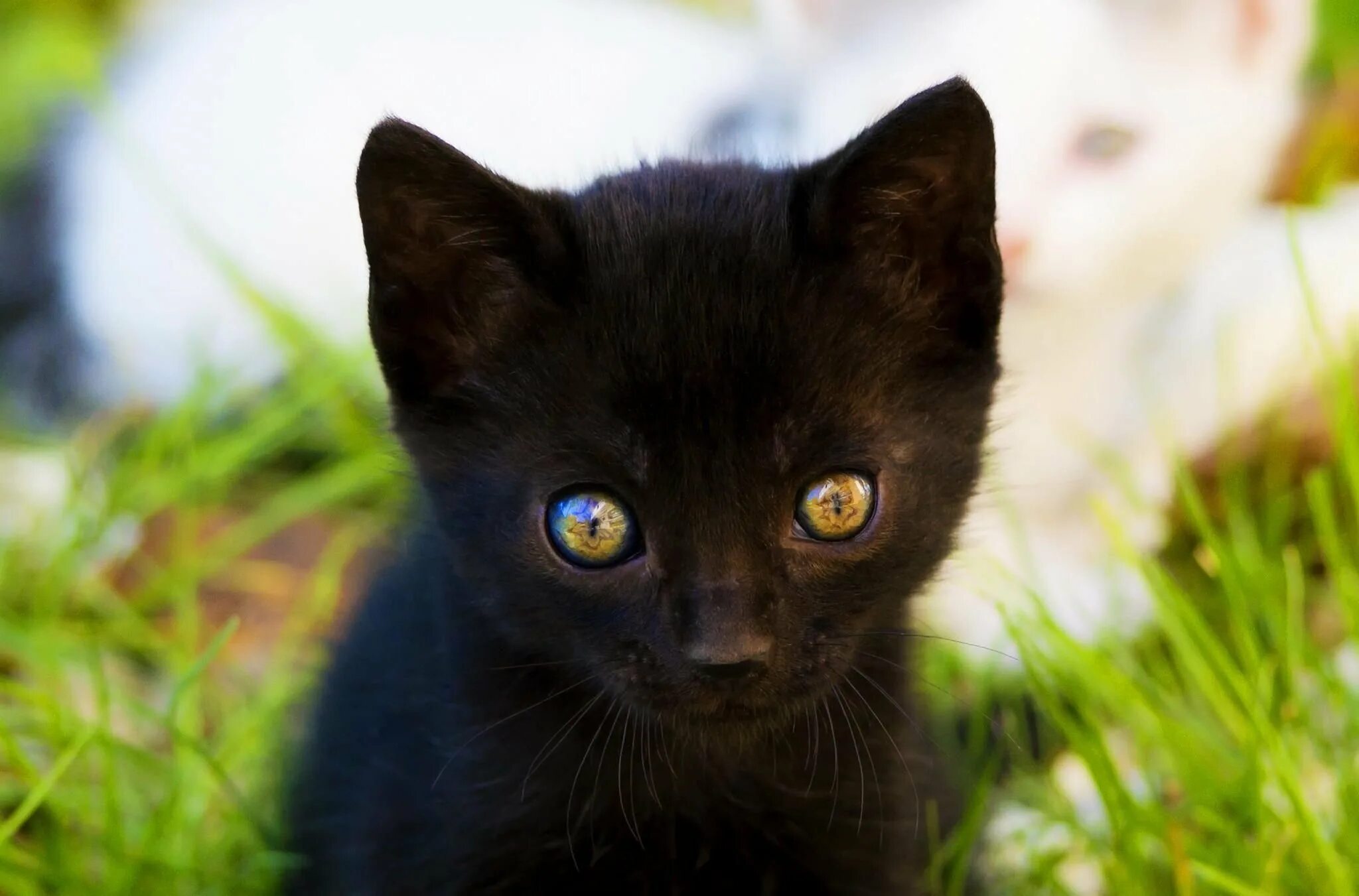 Бомбейская кошка длинношерстная. Черная кошка. Черный котенок. Красивый черный кот. Какие черные котята есть