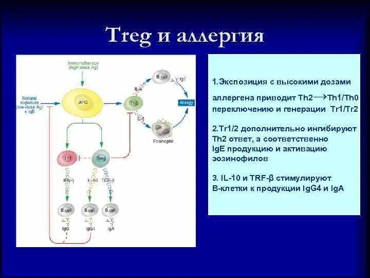 2. Регуляторная функция т-лимфоцитов.. Th2 лимфоциты функция. Th1 и th2 клетки. Treg клетки иммунология. Регуляторные т лимфоциты