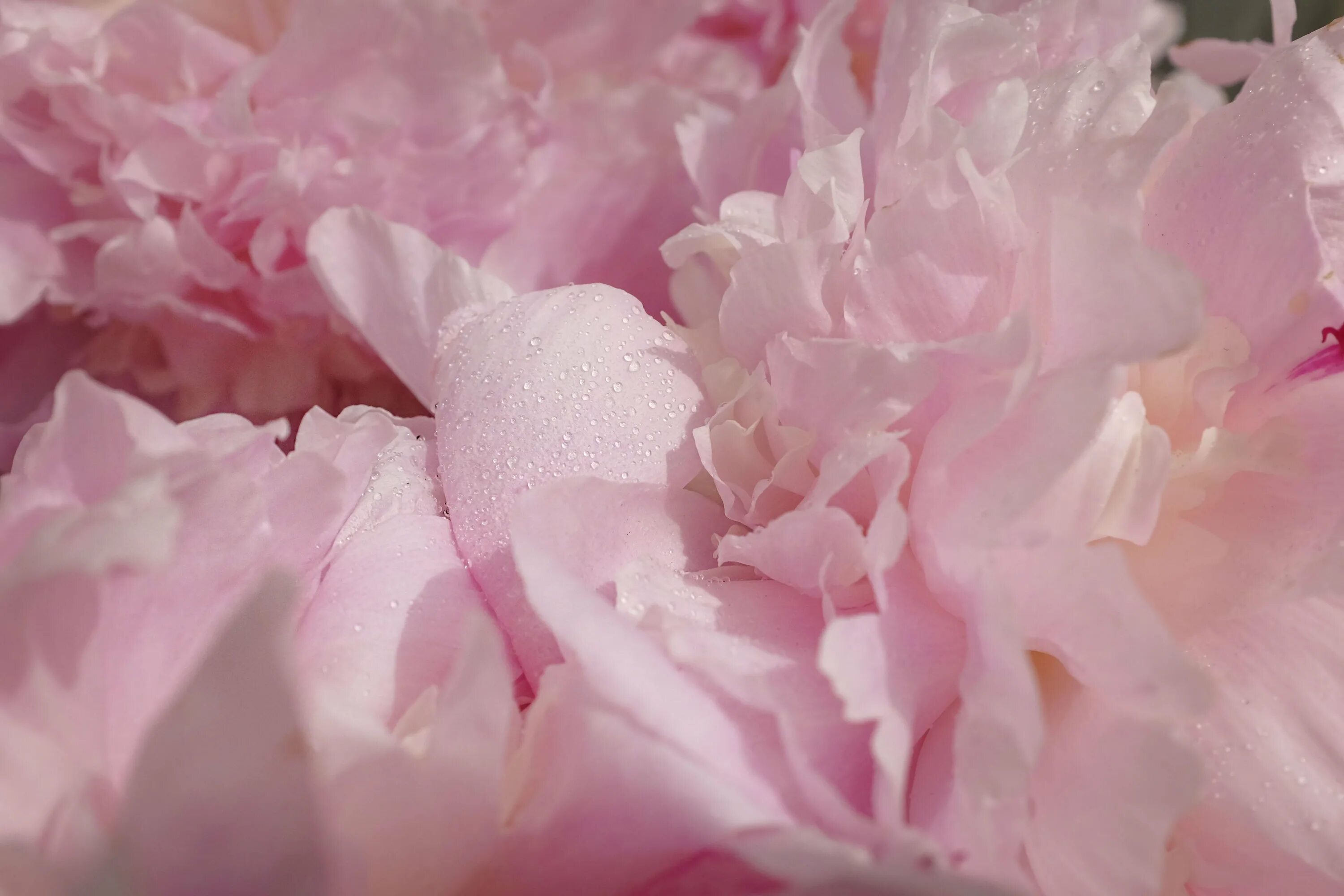 Бело розовые тона. Пион нежно-розовый. Нежные пионы. Розовые пионы. Бледно розовые цветы.