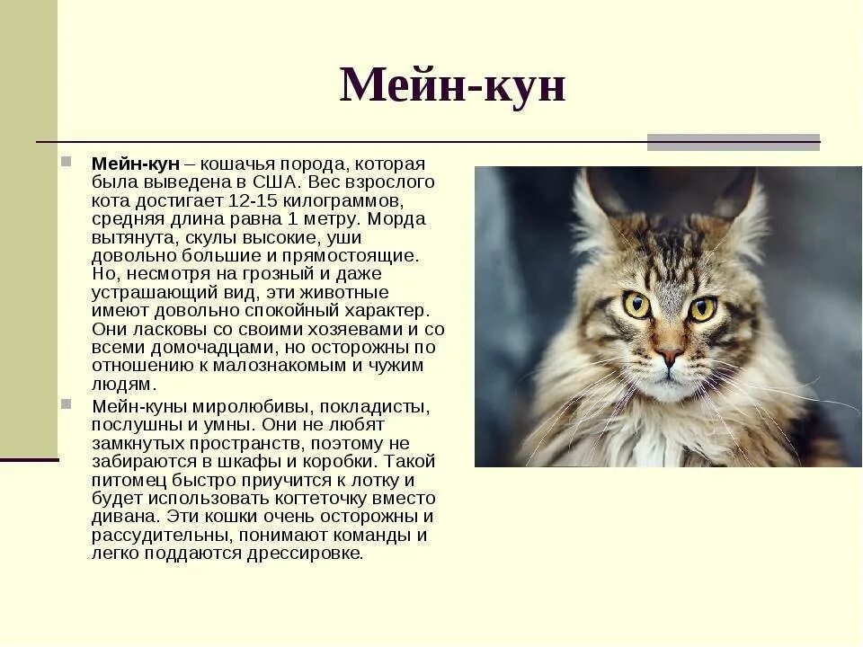 Текст описание про кошку 2 класс. Описание Мейн куна характеристики. Мейн куны порода кошек описание. Описать породу кошек Мейн кун описание. Мейн кун рассказ о породе.