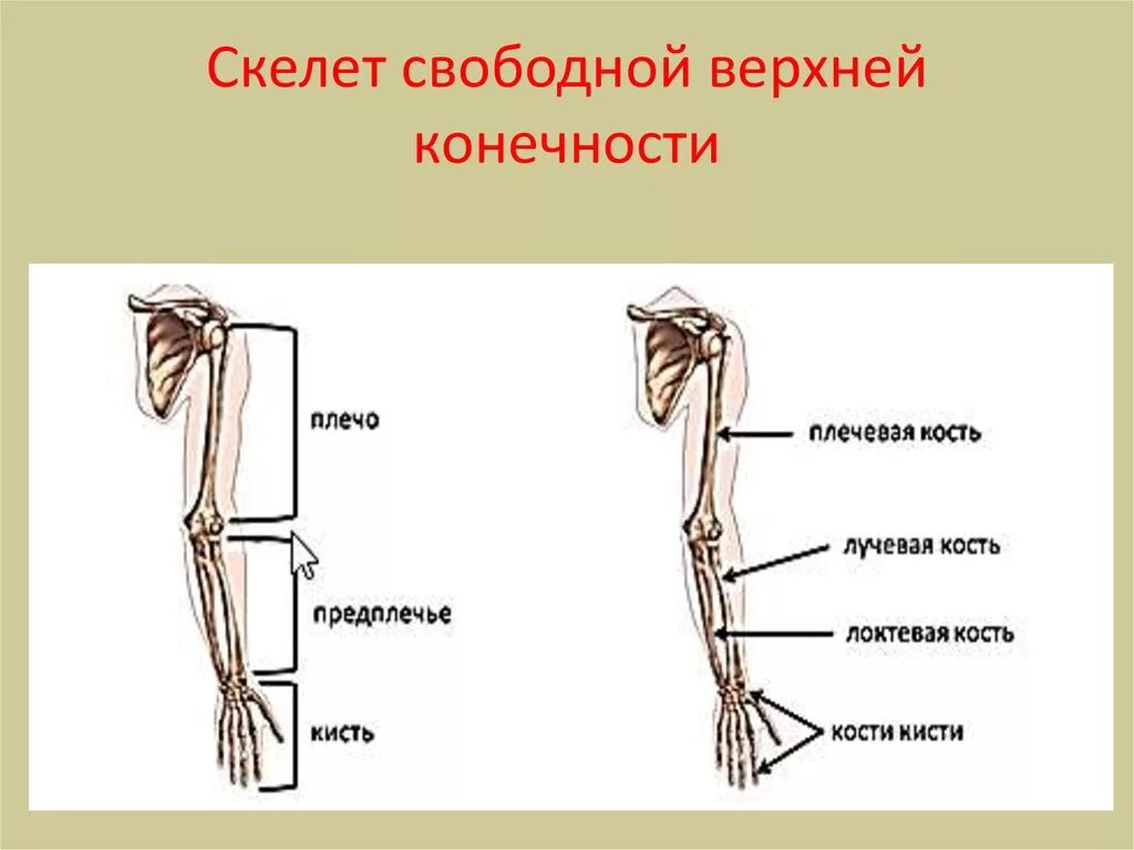 Скелет свободных конечностей отделы. Скелет пояса верхних конечностей состоит. Строение скелета верхней конечности (отделы и кости). Строение пояса верхней конечности анатомия предплечье. Кости пояса верхней конечности человека анатомия.