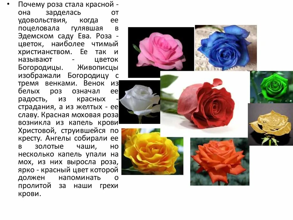 Почему розу назвали розой. Язык цветов розы. Значение разных цветов роз. Описание розы. Цвета роз названия.