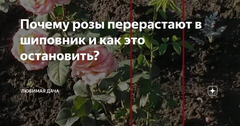Почему розы перерождаются в шиповник что делать