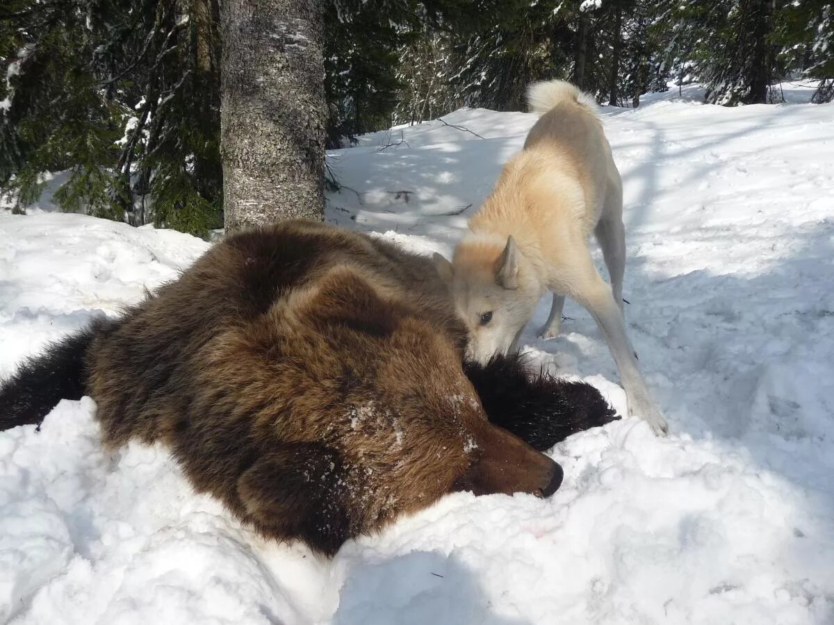 Западно Сибирская лайка медведь. Западно Сибирские лайки на охоте на медведя. Сибирская лайка медвежатница. Западносибирская лайка и медведь.