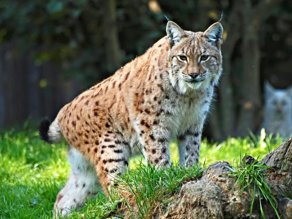 Рысь млекопитающее. Рысь европейская обыкновенная. обыкновенная рысь lynx lynx. рысь обыкновенная красная. рысь таганай.