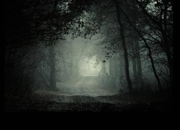 Темный лес. Мрачный пейзаж. Мрачный фон. Страшный лес.