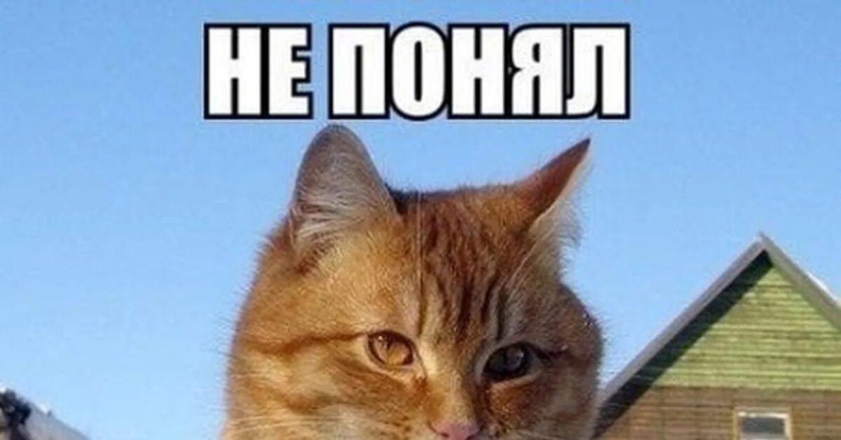 Тут кот. Рыжий кот туть. рыжий кот мем. котик туть мем. рыжий котик мем.