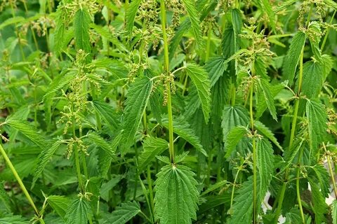 Ірі пландағы анальды порно фотосуреттер