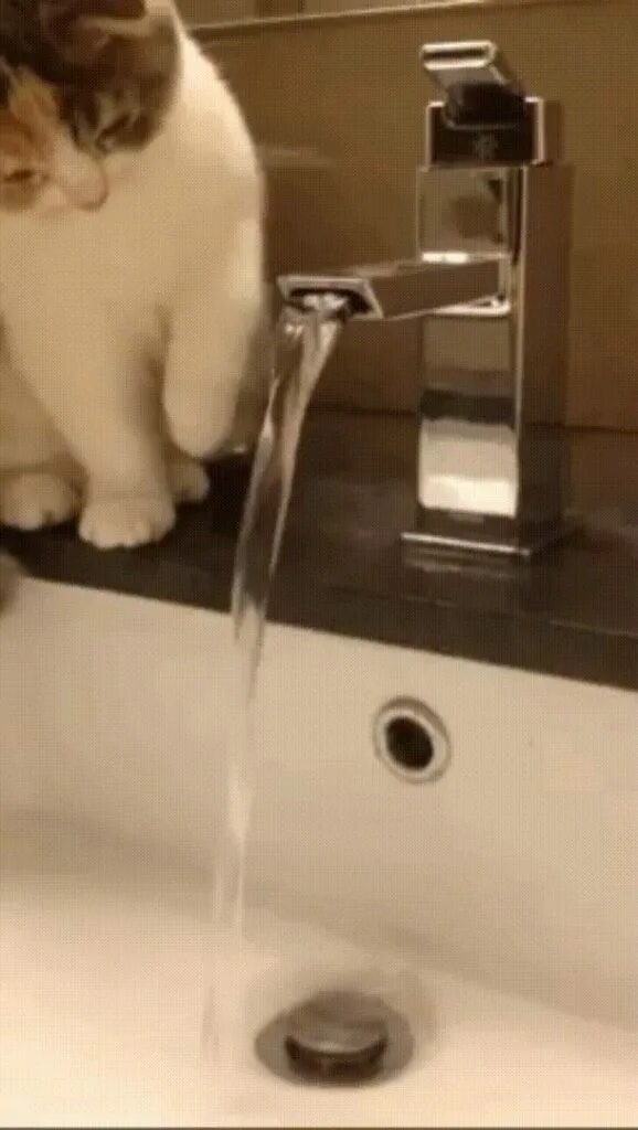 Кот открыл кран. Кот пьет воду. Вода из крана гиф. Кран с водой gif. Кот и кран с водой.