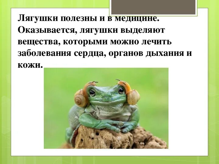 Интересные факты о лягушках. Факты о лягушках. факты о лягушках для детей. чем полезна жаба. чем полезны лягушки в природе.