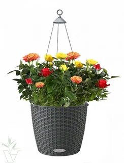 Plants интернет магазин